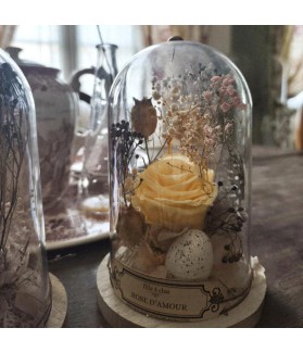 Rose éternelle cabinet -...