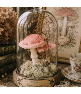 Champignon cabinet - petit...
