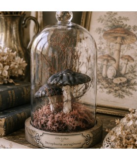 Champignon cabinet - petit...